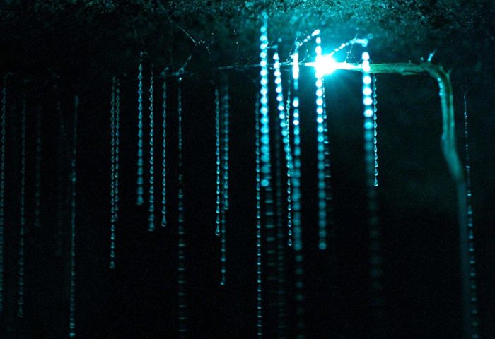 Starry Night Sky Created by Glowworms (11 pics)