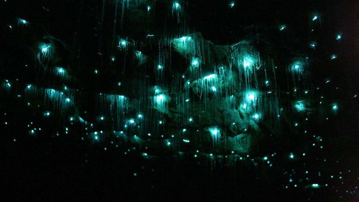 Starry Night Sky Created by Glowworms (11 pics)