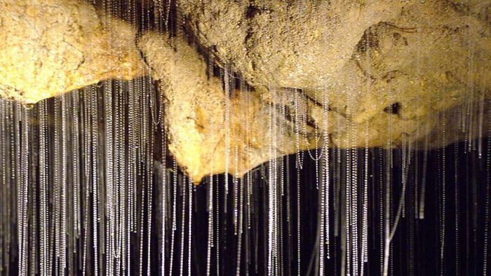 Starry Night Sky Created by Glowworms (11 pics)