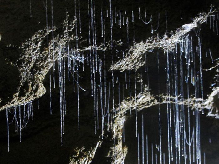 Starry Night Sky Created by Glowworms (11 pics)