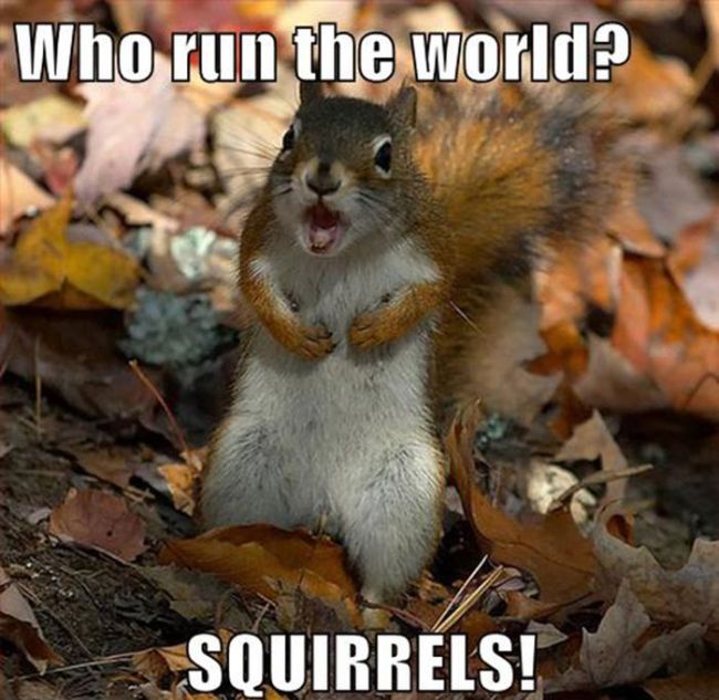 Replace it with Squirrel (24 pics)