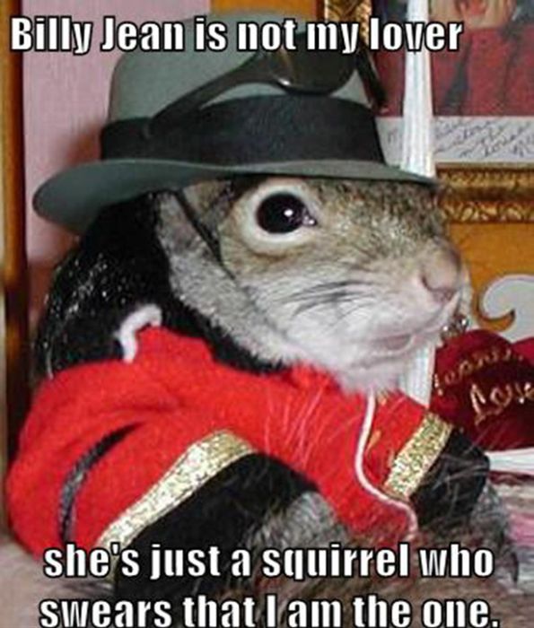 Replace it with Squirrel (24 pics)