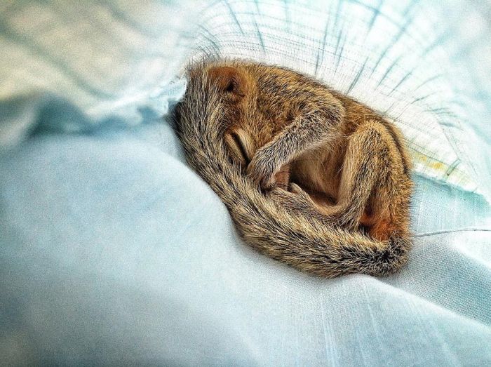 Abandoned Baby Squirrel Rescued (17 pics)