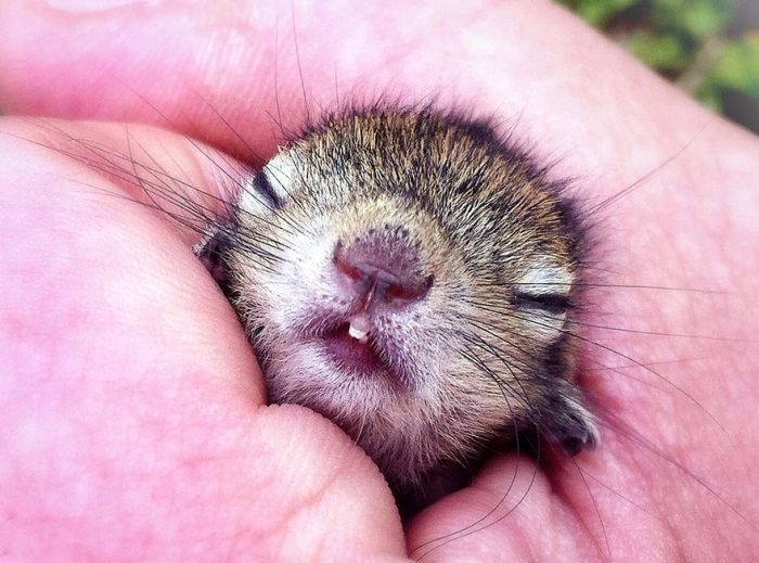 Abandoned Baby Squirrel Rescued (17 pics)