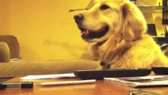 Dog Enjoys Guitar Sounds