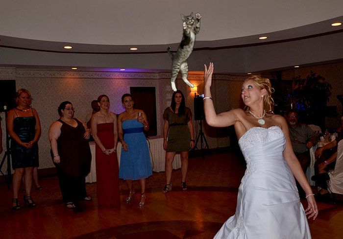 Brides Throwing Cats (17 pics)