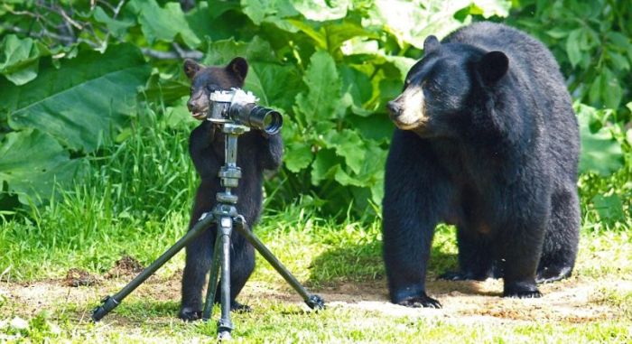 Very Creative Photos of a Bear Family (15 pics)