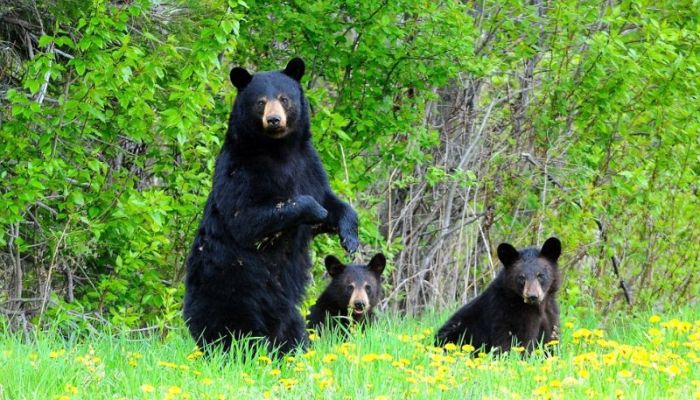 Very Creative Photos of a Bear Family (15 pics)