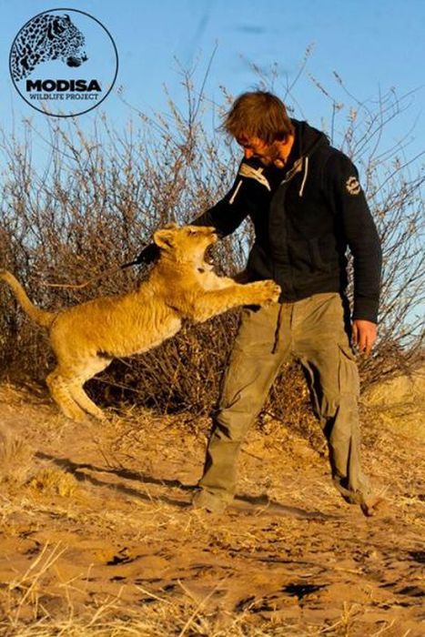 Living with Lions (37 pics)