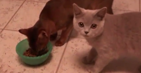Smart Cat Wants to Eat
