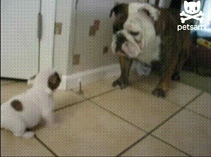 We Didn't Expect This (33 gifs)