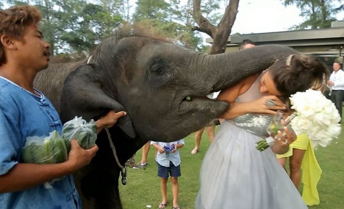 Elephant Kissed the Bride (7 pics)