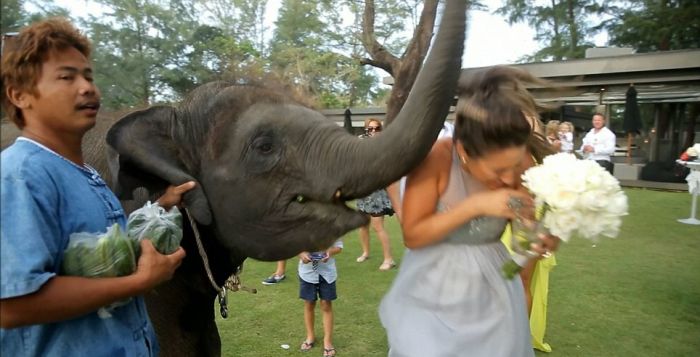 Elephant Kissed the Bride (7 pics)