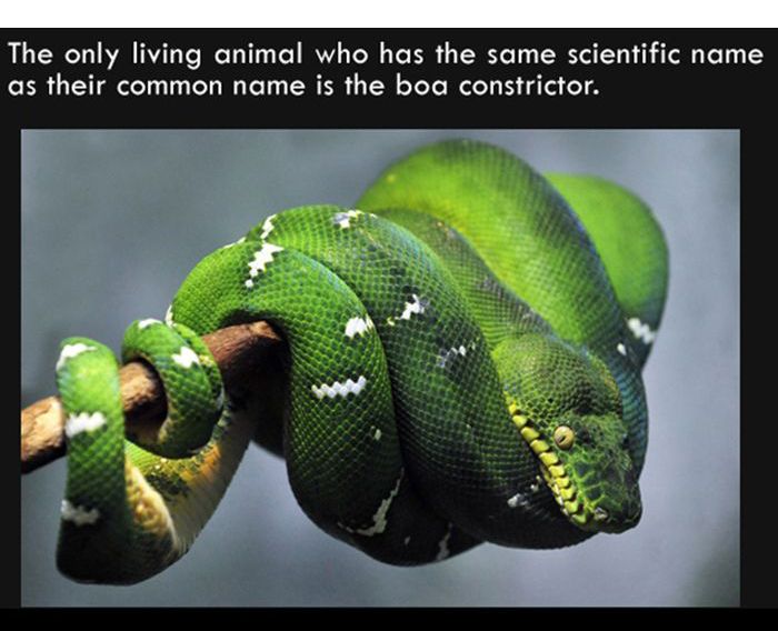 Interesting Facts. Part 7 (27 pics)