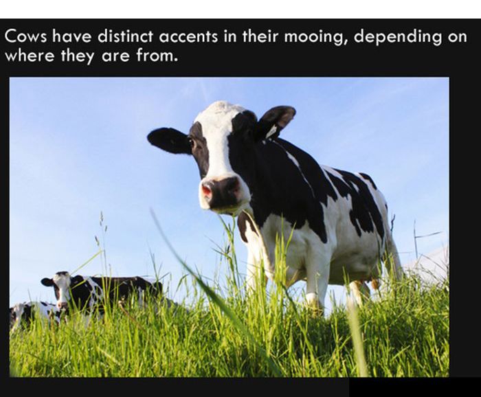Interesting Facts. Part 7 (27 pics)