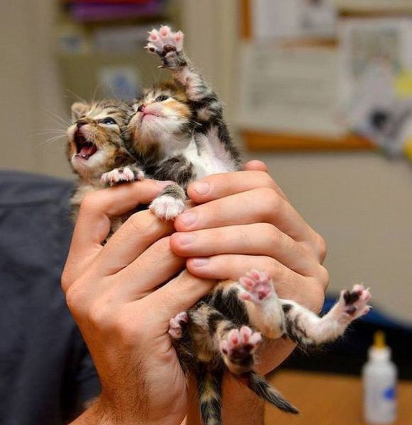 Acid Picdump (111 pics)