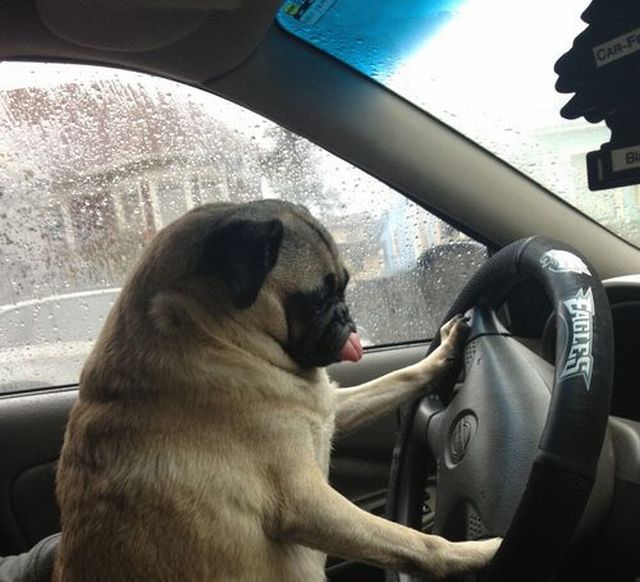 Acid Picdump (111 pics)