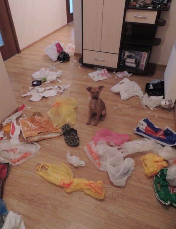 Acid Picdump (111 pics)