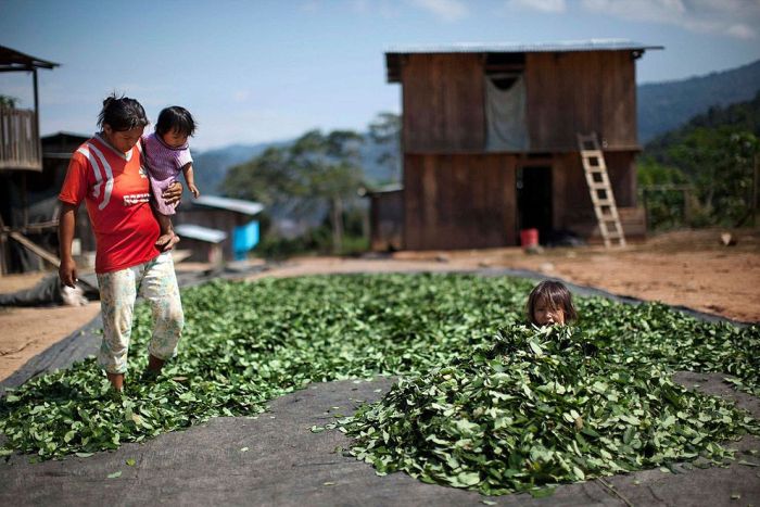 Coca Farmers in Peru (15 pics)
