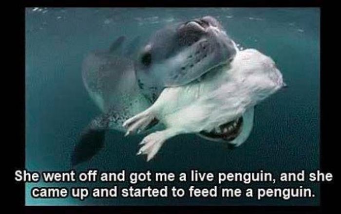 Friendly Leopard Seal and a Photographer (10 pics)