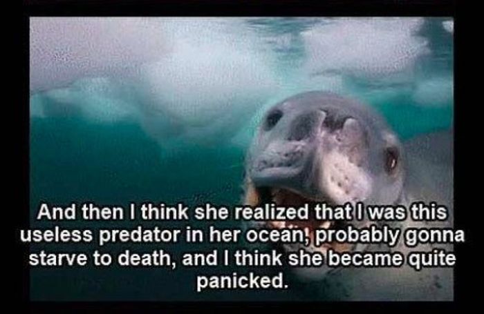 Friendly Leopard Seal and a Photographer (10 pics)