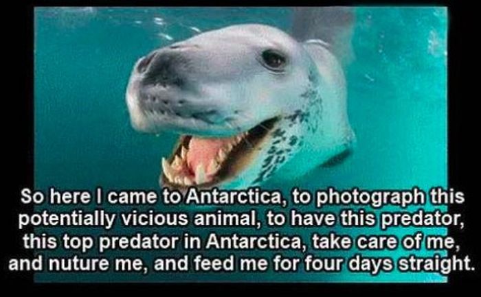 Friendly Leopard Seal and a Photographer (10 pics)