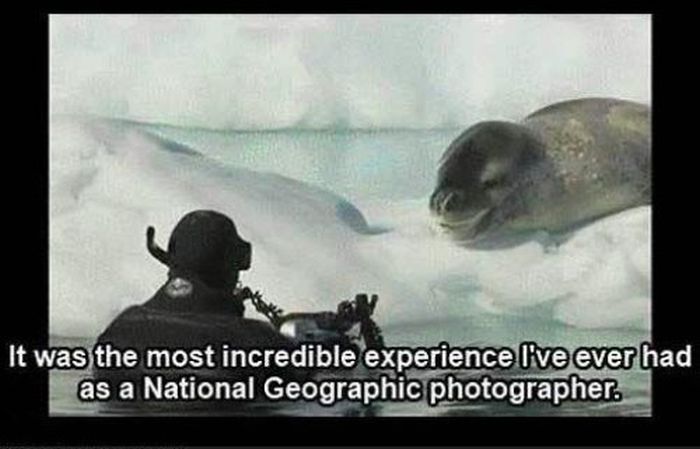 Friendly Leopard Seal and a Photographer (10 pics)