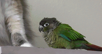 Acid Gifdump, October 21, 2013 (30 gifs)