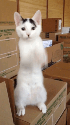 Acid Gifdump, October 21, 2013 (30 gifs)