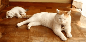 Acid Gifdump, October 21, 2013 (30 gifs)