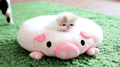 Acid Gifdump, October 21, 2013 (30 gifs)