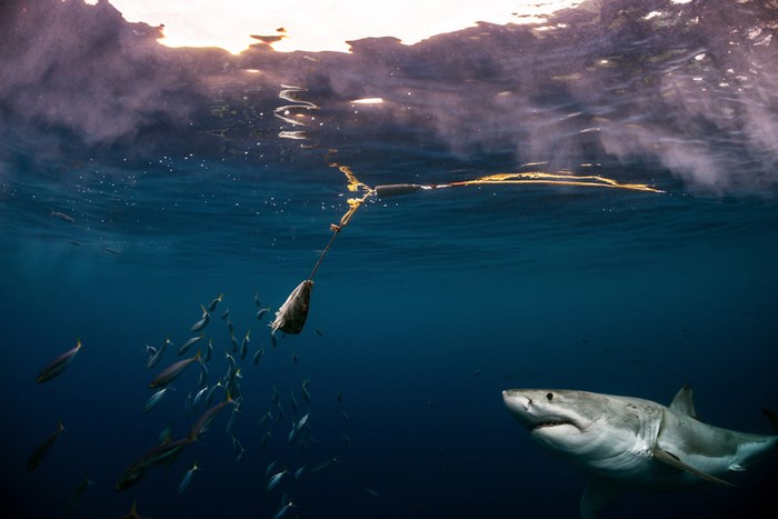 Great Underwater Photos (30 pics)
