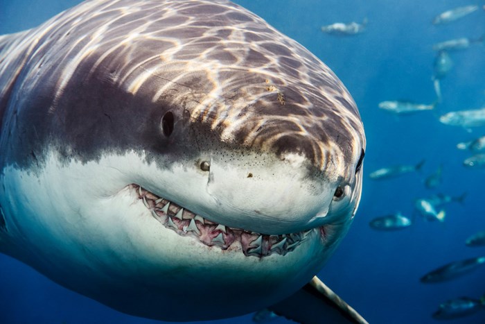 Great Underwater Photos (30 pics)