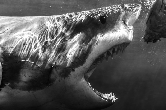 Great Underwater Photos (30 pics)