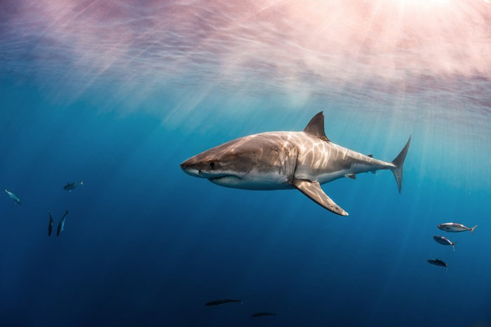 Great Underwater Photos (30 pics)