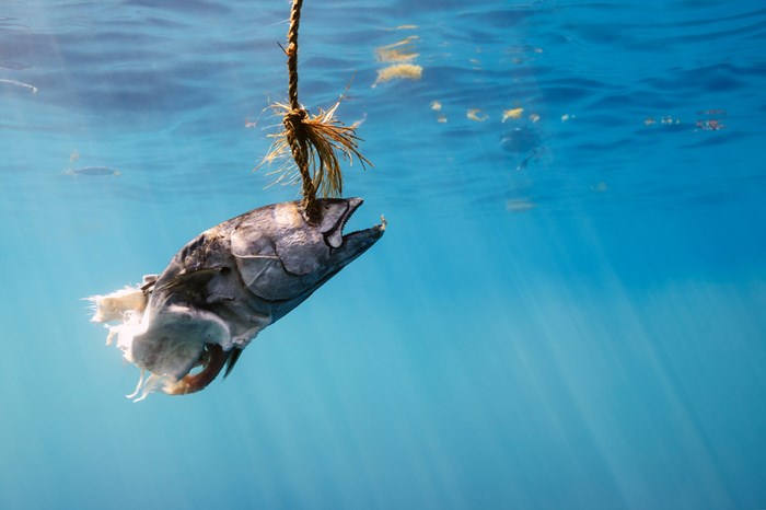 Great Underwater Photos (30 pics)