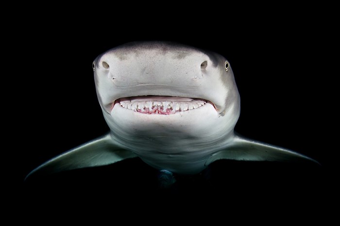 Great Underwater Photos (30 pics)