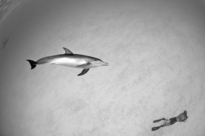 Great Underwater Photos (30 pics)