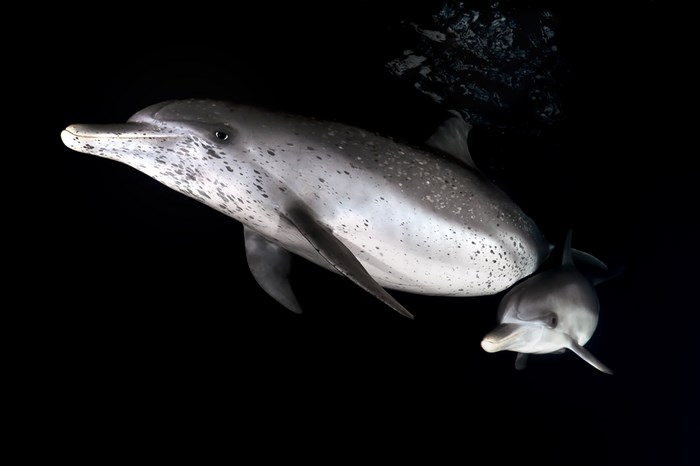 Great Underwater Photos (30 pics)