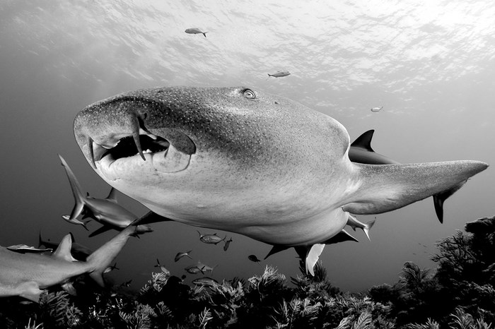 Great Underwater Photos (30 pics)