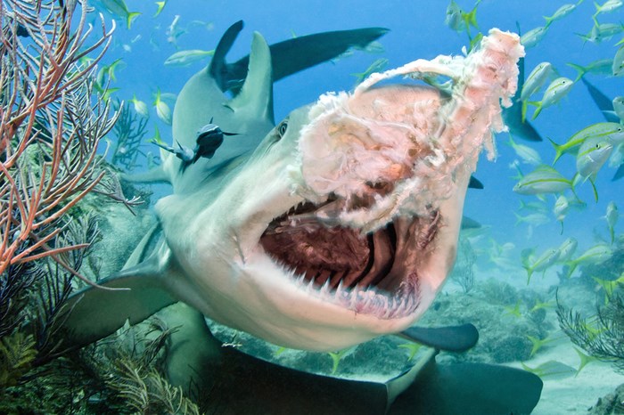 Great Underwater Photos (30 pics)