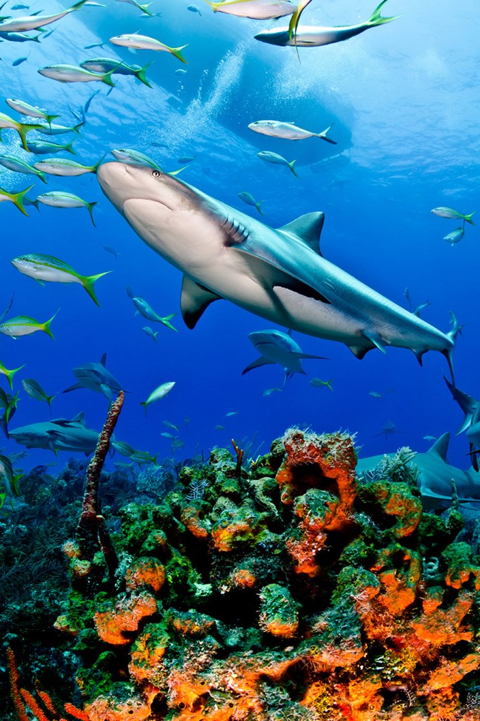 Great Underwater Photos (30 pics)