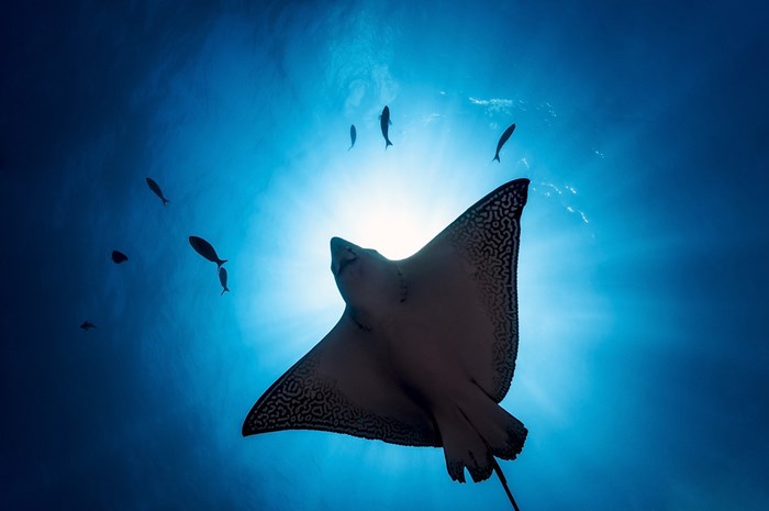 Great Underwater Photos (30 pics)
