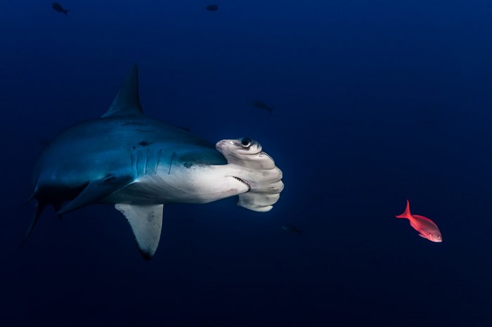 Great Underwater Photos (30 pics)