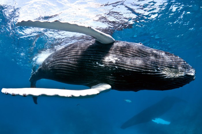 Great Underwater Photos (30 pics)