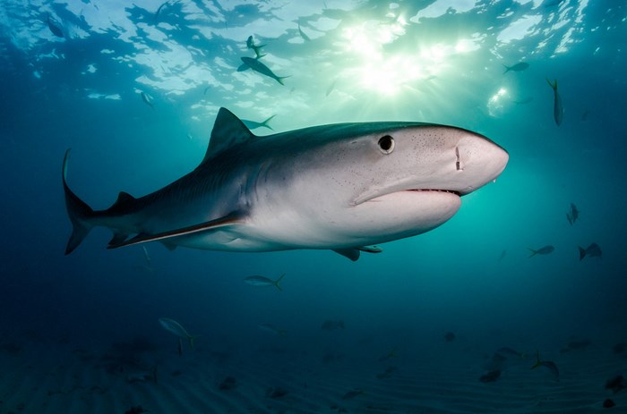 Great Underwater Photos (30 pics)