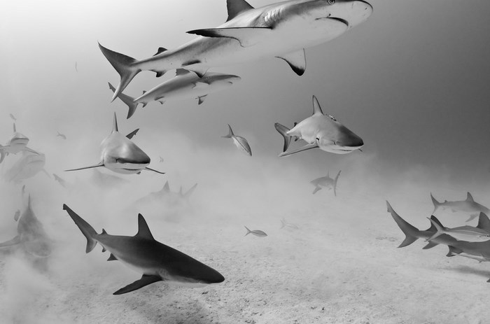 Great Underwater Photos (30 pics)