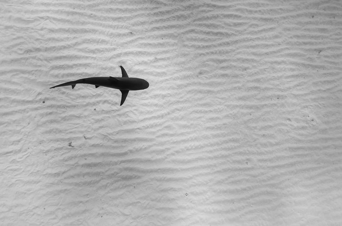 Great Underwater Photos (30 pics)