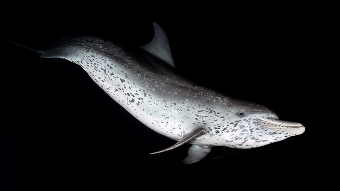 Great Underwater Photos (30 pics)