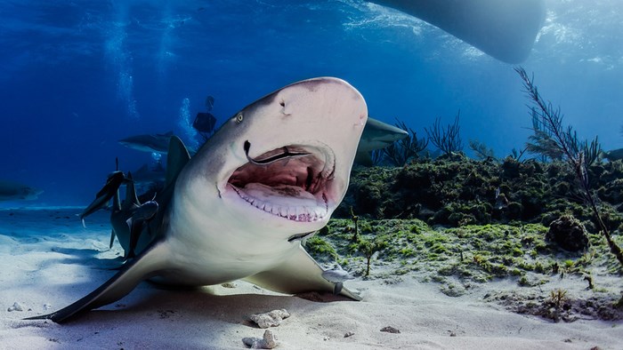 Great Underwater Photos (30 pics)